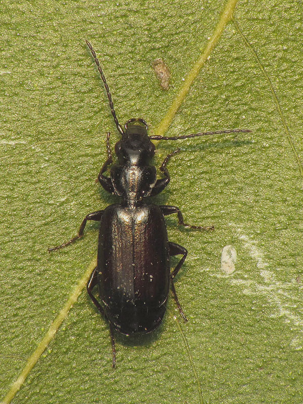 Carabidae: Syntomus truncatellus ?  No, MIcrolestes sp.